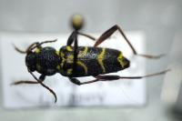 Xylotrechus antilope