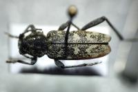 Xylotrechus rusticus