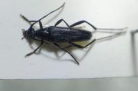 Rutpela nigra
