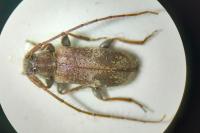 Exocentrus adspersus