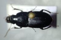 Harpalus dimidiatus