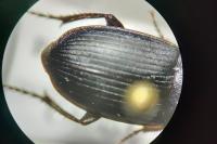 Harpalus dimidiatus