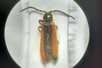 Omalisus fontisbellaquei