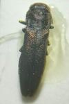 Agrilus cuprescens
