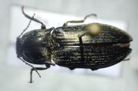 Selatosomus latus