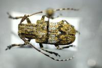 Mesosa nebulosa