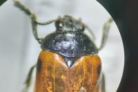 Clytra quadripunctata