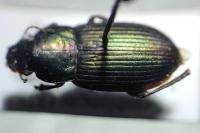 Harpalus affinis