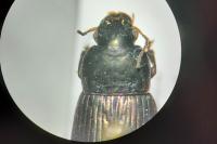 Harpalus affinis