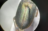 Harpalus affinis