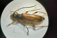 Alosterna tabacicolor