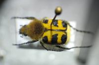 Trichius gallicus