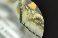 Trichius gallicus