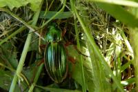 Carabus auratus