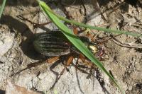 Carabus auratus