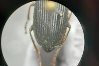 Anisodactylus binotatus