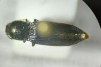 Hemicrepidius hirtus
