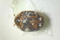 Anthrenus