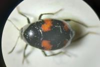 Scaphidium quadrimaculatum