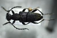 Stictoleptura scutellata