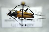 Stenurella melanura