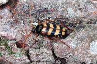 Leptura aurulenta