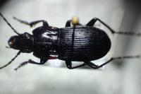 Abax parallelepipedus