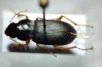 Pseudoophonus rufipes