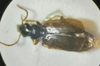 Syntomus obscuroguttatus