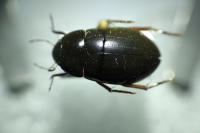 Hydrochara caraboides