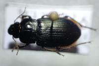 Anisodactylus signatus