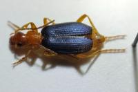 Brachinus psophia