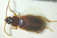 Trechus quadristriatus