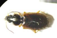 Olisthopus