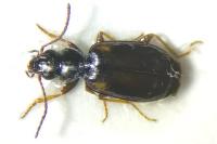 Syntomus obscuroguttatus