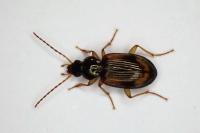 Bembidion tetracolum