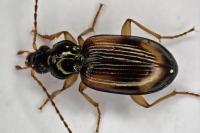 Bembidion tetracolum