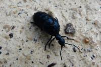 Meloe violaceus