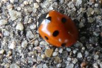 Coccinella septempunctata