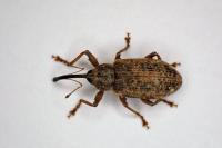 Dorytomus longimanus