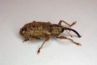 Dorytomus longimanus