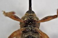 Dorytomus longimanus