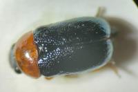 Smaragdina salicina