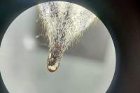 Melolontha melolontha