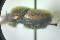 Onthophagus coenobita