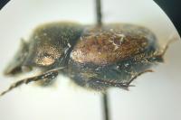 Onthophagus similis