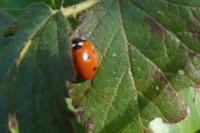 Coccinella septempunctata