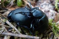 Timarcha tenebricosa
