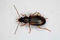 Bembidion tetracolum