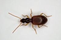 Oxypselaphus obscurus